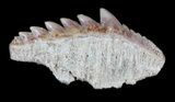 Fossil Cow Shark (Hexanchus) Tooth - Morocco #35022-1